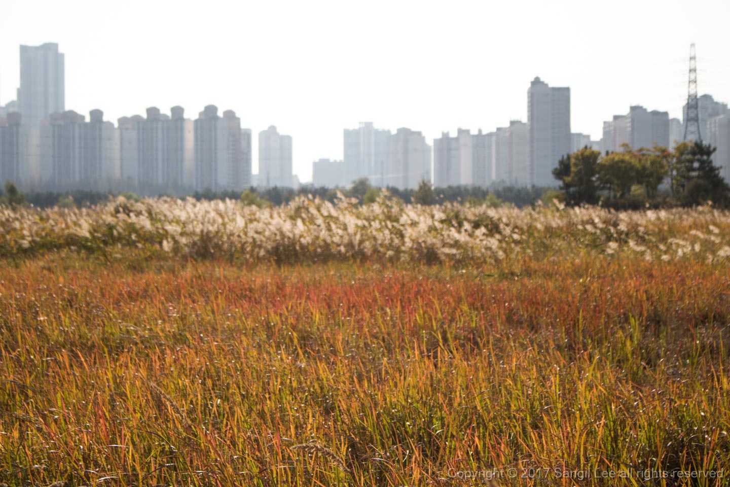 Sorae ecology park at Incheon